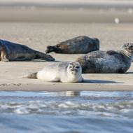 Groep zeehonden rust op zandstrand van Norderney. Verschillende grijze en gevlekte zeehonden liggen op het zand bij de waterlijn.