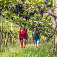 Twee wandelaars met rugzakken lopen tussen wijnranken in Zuid-Tirol. Paarse druiven hangen aan groene ranken ondersteund door houten palen.