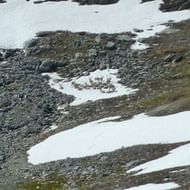 Kudde rendieren grazend op rotsachtig terrein met sneeuwplekken in de Dovrefjell-bergen van Noorwegen. Het landschap toont kale hellingen.