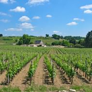 Rijen wijnstokken in een Bordeaux wijngaard met houten palen, glooiende heuvels en boerderijen op de achtergrond onder blauwe lucht.