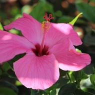 hibiscus-kaapverdische-eilanden