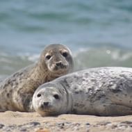 Twee zeehonden rusten op zandstrand Twee grijze zeehonden met gevlekte vacht liggen op een zandstrand. Een zeehond legt zijn kop op de rug van de ander met zachte golven op de achtergrond.