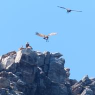 Grote roofvogels op een rotsklif in Extremadura, Spanje. Twee vogels zitten op de kalksteen terwijl twee andere boven zweven tegen de blauwe lucht.