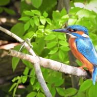 Kleurrijke ijsvogel met blauwe kop, oranje borst en lange zwarte snavel zittend op dunne tak omringd door groen gebladerte in Kaapverdië.