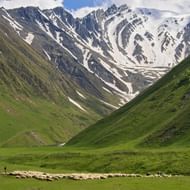 Grote schaapskudde grazend in groene vallei met besneeuwde Kaukasus bergen op achtergrond. Herders zichtbaar bij de kudde.
