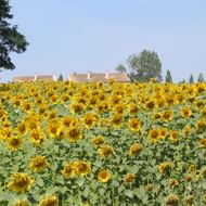Groot veld met bloeiende zonnebloemen in Zuid-Bourgondië met huizen en bomen zichtbaar op de achtergrond onder een blauwe lucht.