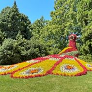 Grote topiary pauw gemaakt van kleurrijke bloemen op eiland Mainau, met rode, gele en witte bloemen in decoratieve patronen op gras.