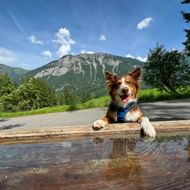 Bruine en witte hond met blauw harnas bij houten waterfontein op Via Spluga, met beboste bergen en blauwe lucht op achtergrond.