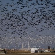Enorme vogelvlucht boven Albufera Valencia Duizenden vogels vliegen in dichte formatie boven Albufera natuurpark Valencia met gebouwen en infrastructuur zichtbaar eronder.