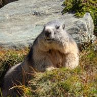 Alpenmarmot zittend op gras bij grijze rotsen in de Grossglockner-regio van Oostenrijk, kijkend naar de camera.