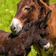 Bruine ezelmoeder met donkerbruin veulen staan dicht bij elkaar op een heldergroene weide op Corsica.