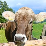 Close-up van bruinwitte koe Resi met oorlabels die naar camera kijkt, achter houten hek in groene alpenweide met bergen.