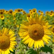 Zonnebloemen