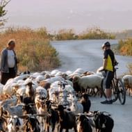 Twee fietsers met fietsen gestopt op een geasfalteerde weg in Albanië terwijl een grote kudde schapen en geiten hun pad kruist.