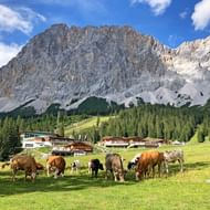 Kudde bruine en witte koeien grazend op groene alpenweide met traditionele berghutten en dramatische Zugspitze-toppen op de achtergrond.
