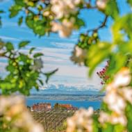 Zicht op Schloss Kirchberg en Bodensee omlijst door witte fruitbloesem. Wijngaarden op voorgrond, besneeuwde Alpen op achtergrond.