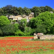 Levendig rood klaprозenveld met stenen ruïne in de Luberon, Frankrijk. Weelderige groene bomen en rotswoningen onder heldere blauwe lucht.