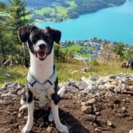 Zwart-witte hond met tuigje zit op rotsachtige top in Salzkammergut, met uitzicht op turquoise meer en dorp. Wandelaars op achtergrond.