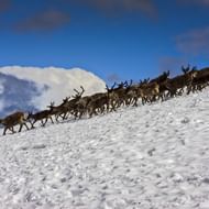 Grote kudde rendieren loopt op een rij over een besneeuwde berghelling in Jotunheimen, Noorwegen, met blauwe lucht en wolken erboven.