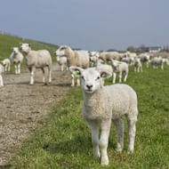 Schapen-dijk-Nederland-Friesland