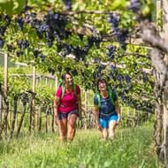 Twee wandelaarsters met rugzakken lopen door wijngaardpaden met rijpe paarse druiven bij het Kalterermeer.