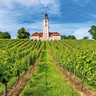 Roze barokke Birnau Basiliek met klokkentoren op heuvel boven groene wijnstokrijen bij Bodensee onder blauwe lucht met witte wolken.