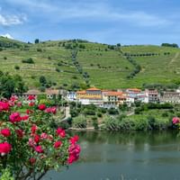 Roze rozen omlijsten de Douro rivier met het dorp Penajoia en terrasvormige wijngaarden op hellingen onder blauwe hemel.
