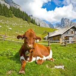 Bruinwitte koe met bel rust op groene alpenweide in Tennengebirge, met traditionele houten hut en dramatische bergtoppen.