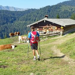 Wandelaar met rode rugzak en wandelstokken op bergpad nadert traditionele berghut. Bruine en witte koeien grazen op groene weide.