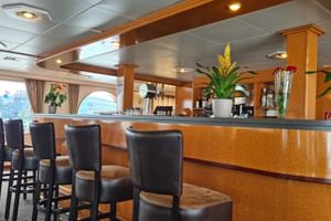 Interieur van bar DE Willemstad met gebogen houten bar, zwarte leren barkrukken, sierplanten en grote ramen met havenzicht.