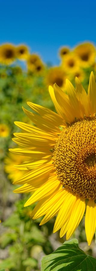 Zonnebloemen