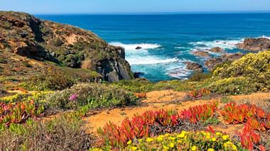 Kleurrijke kustvegetatie met rode en gele planten langs rotsachtige kliffen met uitzicht op de Atlantische Oceaan op het Rota Vicentina pad.