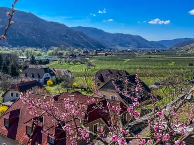 Roze abrikozenbloesems omlijsten het uitzicht op het dorp Weissenkirchen in de Oostenrijkse Wachau-vallei met wijngaarden en bergen.