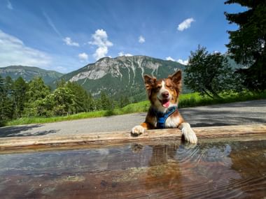 Bruine en witte hond met blauw harnas bij houten waterfontein op Via Spluga, met beboste bergen en blauwe lucht op achtergrond.