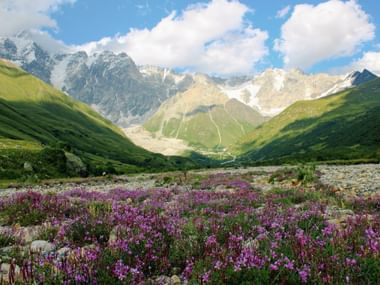 Berg Shkhara in Georgië's Svaneti-regio met besneeuwde toppen boven groene valleien vol paarse wilde bloemen onder een bewolkte hemel.