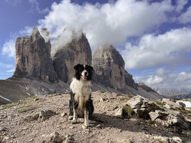 Zwart-witte hond Finn zit op rotsachtig pad met de iconische Drei Zinnen in de Dolomieten op de achtergrond onder bewolkte hemel.