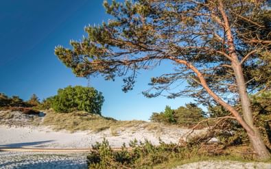 Zandig kustpad op Bornholm met door wind gevormde dennen, begroeide duinen en heldere blauwe lucht boven het Oostzee-landschap.