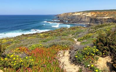 Cabo Sardão kustlandschap met dramatische kliffen, zandig wandelpad door kleurrijke wilde bloemen en Atlantische golven beneden.