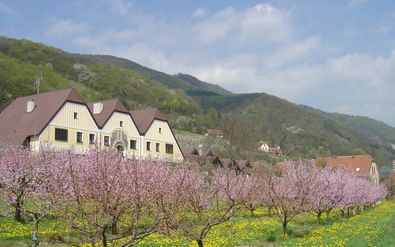 Roze bloeiende abrikozenbomen in Wachau vallei met traditionele Oostenrijkse huizen en groene heuvels op de achtergrond.