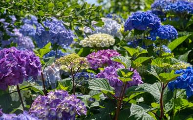 Levendige hortensiabloemen in paars, blauw, roze en wit bloeien op de Azoren. Groen bladwerk omringt de kleurrijke bloemtrossen.