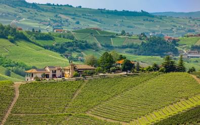 Glooiende heuvels bedekt met terrasvormige wijngaarden in Piemonte-Ligurië. Traditionele boerderijen omringd door groene wijnrijen onder blauwe lucht.