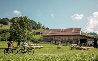 Twee fietsers op een geasfalteerd pad naast een traditionele Zwitserse boerderij in Entlebuch met grazende schapen in groene weiden.