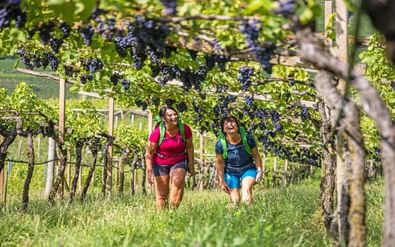 Twee wandelaars met rugzakken lopen door rijen wijnstokken vol donkere druiven in een wijngaard bij Verona en het Gardameer.