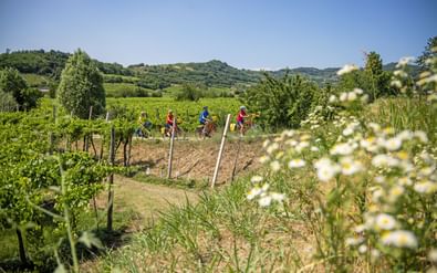eb-fietsen-italie-wijnvelden-fietsers