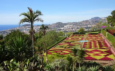 Kleurrijke geometrische bloementuin in Funchal, Madeira met rode en gele bloemmotieven. Palmbomen en tropische planten omlijsten het stadsgezicht.