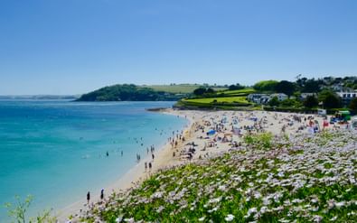 Zandstrand in Cornwall met turquoise water en strandgangers. Witte wilde bloemen op helling op voorgrond, groene heuvels en huizen zichtbaar.