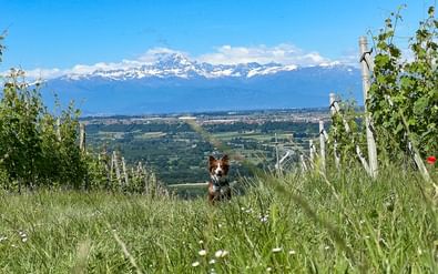 Kleine hond in grasrijk wijngaard in Piemonte met besneeuwde Alpentoppen op de achtergrond onder blauwe lucht.