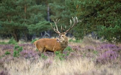 Veluwe, Hert, Nederland