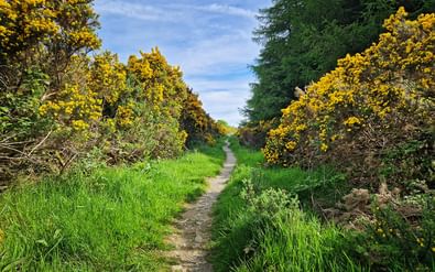 Wandelpad door Wicklow Mountain National Park omzoomd met helder geel bloeiende bremstruiken en groen gras onder blauwe hemel.