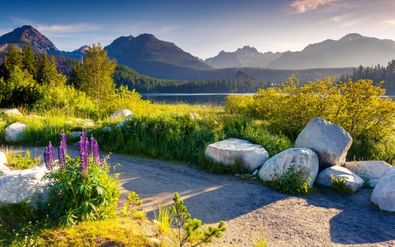 Schilderachtig uitzicht op een bergmeer in de Tatra met paarse lupines, grote rotsen en beboste bergen onder een blauwe lucht.